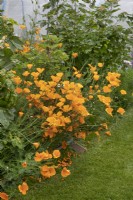 Easchscholzia californica at Garden Organic - June