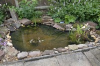 Small pond at Garden Organic - June