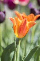 Tulipa 'Ballerina' - April.