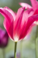 Tulipa 'Mariette' - April.