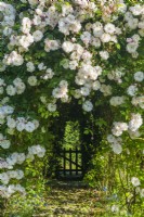View of Rosa 'Adelaide d'Orleans'. Lightly scented rambling rose
 trained on a pergola over a path leading to a garden gate in a hedge. June