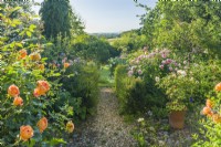 View along path between yew hedges in a country garden filled with roses and perennials. Rosa 'Lady of Shalott' and 'Olivia Rose Austin'. Rosa 'Tranquility' in the distance and Rosa 'Desdemona' in container in foreground. June.
