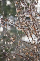 Acer griseum - Paperbark maple tree winged seeds
