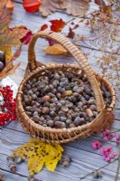Basket with collected oak acorns.
