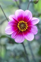 Dahlia 'Wishes and Dreams' - September