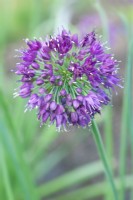 Allium 'Lavender bubbles' - june