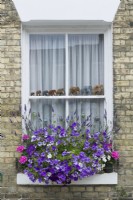 A colourful summer window box planted with petunias, geraniums and lavender. June