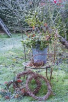Frosty foraged winter foliage inc hedera helix, Fagus leaves; Viburnam tinus; crab apples and mistletoe in bucket on metal chair with cones
