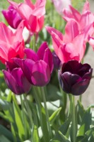 Tulipa 'Merlot' with 'Mariette' and 'Queen of Night' - April.
