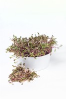 Beta Pink Lady, sprouts, spring May