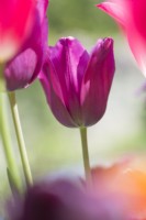 Tulipa 'Merlot' - April