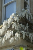 Wisteria sinensis alba - white Chinese wisteria - trained on Victorian house -  April.