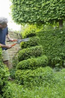 Man Pruning Box topiary spiral - Buxus sempervirens - April.