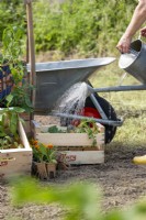 Watering of the vegetable seedlings, summer June