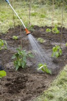 Watering the vegetable patch, spring May