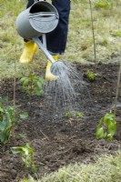 Watering the vegetable patch, spring May