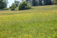 Wild flower meadow, summer July