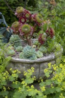 Aeonium aboreum 'Zwartkop' and blue Echeveria in a carved stone container surrounded by Alchemilla mollis.
