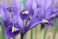 Iris 'Purple Hill'