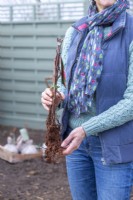 Woman holding a bare root raspberry plant