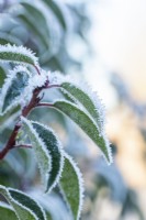 Prunus lusitanica - Portuguese Laurel covered in frost