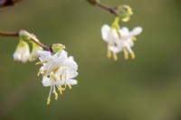 Lonicera x purpusii 'Winter Beauty' - winter honeysuckle - January