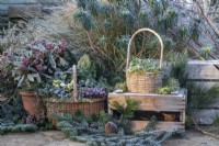Winter display of Wicker basket containing moss, snowdrops and pinecones and another wicker basket containing Ivy, heather, Helleborus, Leylandii and fern with skimmia japonica in terracotta container