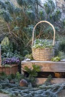 Winter display with wicker basket containing snowdrops, moss and pinecones with pine branches and pinecones on the ground