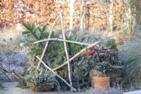 Winter display with large birch star, wicker basket containing heather, chamaecyparis, violas and pine sprigs with Skimmia japonica planted in a wicker container with small leylandii in terracotta pot