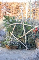 Winter display with large birch star and wicker basket containing heather, chamaecyparis, violas and pine sprigs
