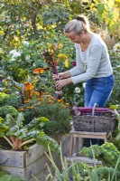 Woman harvesting beetroot from raised bed with mixed planting including vegetables and annual flowers - French marigold..