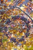 Wreath made from Boston ivy berries, moss and autumn foliage hanging from tree.