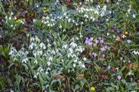 Carpet of spring bulbs with snowdrops, crocus and winter aconites