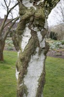 Betula pendula 'Youngii' bark - March