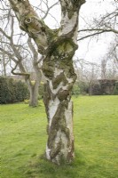 Betula pendula 'Youngii' bark - March