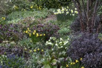 Mixed border of spring flowers at Winterbourne Botanical Gardens - March 