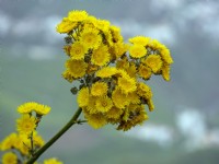 Sonchus congestus in flower  in flower February Canary Islands