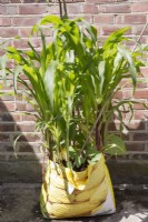 Sweetcorn and beans growing in a shopping bag against a sunny wall