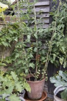 Cordon tomato plant grown in candelabra style in terracotta container