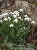 Galanthus nivalis 'Flore Pleno' growing in shade by old tree trunk