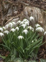 Galanthus nivalis 'Flore Pleno' growing in shade by old tree trunk