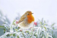 Robin - Erithacus rubecula  pearched on frost covered Spirea japonica - February