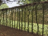 Pruned beech hedging in winter