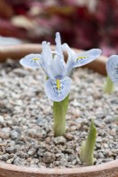 Iris reticulata 'Sheila Ann Germany'
