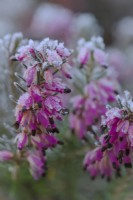 Erica carnea 'Eva'  - Winter flowering heather with hoar frost