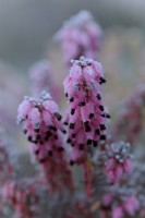Erica x darleyensis 'Pink Harmony' - Winter flowering heather with hoar frost