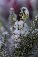 Erica x darleyensis 'White Perfection'  - Winter flowering heather with hoar frost