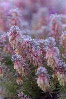 Erica carnea 'Rosalie'  - Winter flowering heather in bud with hoar frost