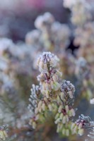 Erica carnea 'Weisse March Seedling'  - Winter flowering heather in bud with hoar frost
