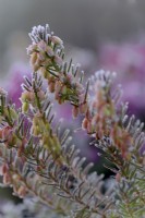 Erica carnea 'Late Pink'  - Winter flowering heather with hoar frost